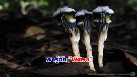 "พิศวง" พืชอาศัยรา และเหตุผลที่ไม่สามารถผลิตอาหารเองได้