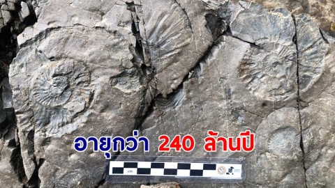 พบ "หินลำปาง" ซากดึกดำบรรพ์อายุกว่า 240 ล้านปี เตรียมอนุรักษ์-พัฒนาเป็นแหล่งท่องเที่ยว