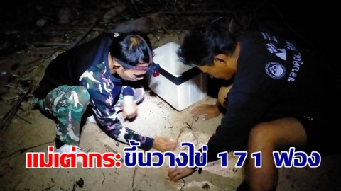 "แม่เพรียง" แม่เต่ากระ ขึ้นวางไข่ 171 ฟอง บริเวณอ่าวในหุบของเกาะทะลุ อช.อ่าวสยาม
