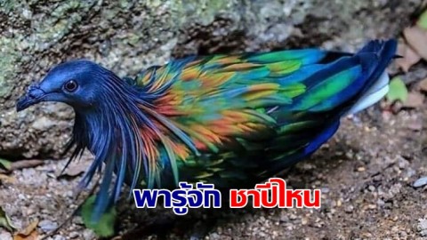 พารู้จัก ชาปีไหน "นกพิราบในคราบไก่" ที่อุทยานแห่งชาติหมู่เกาะสิมิลัน