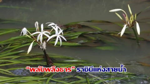 อช.ศรีพังงา ร่วมอนุรักษ์พืชเฉพาะถิ่น “พลับพลึงธาร” ราชินีแห่งสายน้ำ