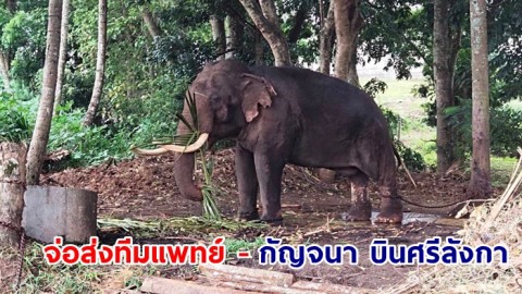 วราวุธ แจ้ง เอฟซีช้าง คลายกังวล จ่อส่งทีมแพทย์ - กัญจนา บินศรีลังกา ลงนาม ความร่วมมือไทย - ศรีลังกา เทคนิคสัตวแพทย์รักษาช้าง