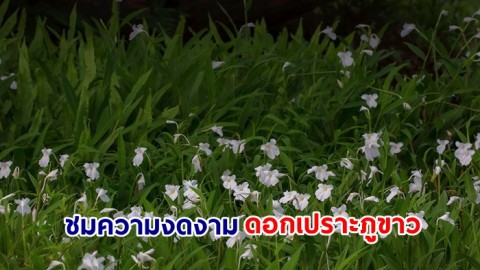 ชมความงดงาม ดอกเปราะภูขาว บานบนลานหิน  ความสวยงามที่ภูหินร่องกล้า