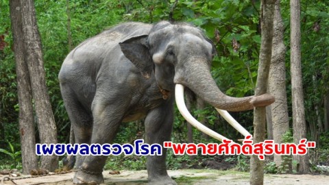 เผยผลตรวจโรค "พลายศักดิ์สุรินทร์" จากห้องปฏิบัติการ หลังสัตวแพทย์เก็บตัวอย่างในช่วงแรกที่เดินทางถึงไทย