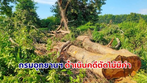 "กรมอุทยานฯ ดำเนินคดีตัดไม้มีค่าในที่รับรองสิทธิทำกินในเขตอุทยานฯ พร้อมเพิกถอนสิทธิ"