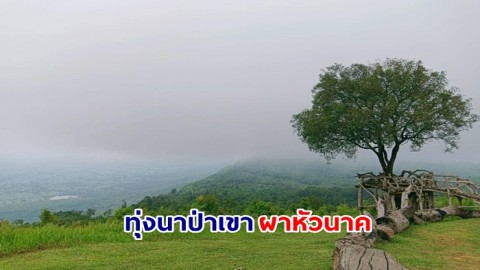 เปิดภาพบรรยากาศ ทุ่งนาป่าเขา ผาหัวนาค อุทยานแห่งชาติภูแลนคา จ.ชัยภูมิ