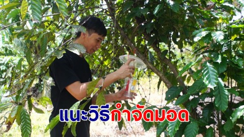 นักพัฒนากาแฟโรบัสต้า แนะวิธีกำจัดมอดศัตรูตัวร้ายชาวสวน ต้นเหตุกาแฟเสียคุณภาพ