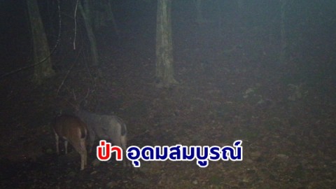 เปิดภาพความน่ารักของสัตว์ป่า ณ อุทยานแห่งชาติแก่งกรุง จังหวัดสุราษฎร์ธานี