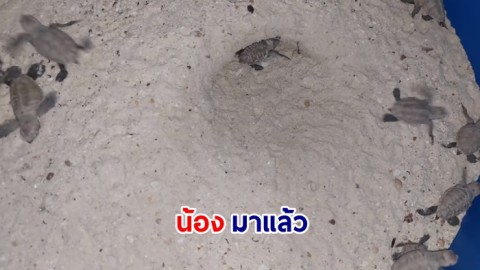 ลูกเต่ากระรังเเรกของปีมาแล้วจ้า !  หลังจากเจ้าหน้าที่เดินลาดตระเวนในพื้นที่เกาะทะลุ