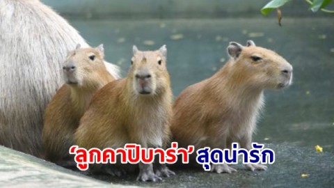 สวนสัตว์เปิดเขาเขียว อวดสมาชิกใหม่ ‘ลูกคาปิบาร่า’ 3 หน่อสุดน่ารัก