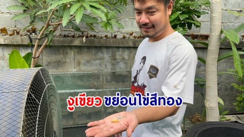หนุ่มวัย31ปีสุดงง ! นั่งเลี้ยงไก่ชนอยู่ งูเขียวพระอินทร์เลื้อยมามองหน้า ก่อนขย่อนไข่สีทอง 2 ใบต่อหน้า