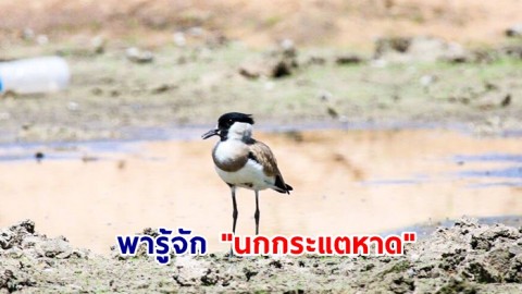 พารู้จัก "นกกระแตหาด" ร่วมอนุรักษ์ ก่อนสูญเสียถิ่นที่อยู่ แหล่งวางไข่ ส่งผลให้นกกระแตหาดมีจำนวนลดลง