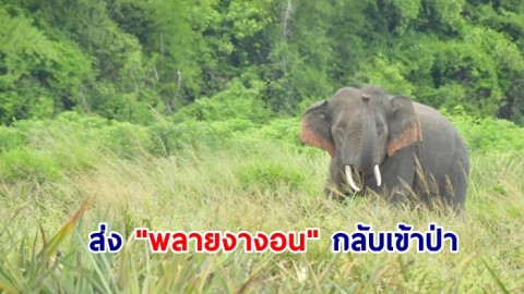 จนท.อช.เฉลิมรัตนโกสินทร์ ชุดผลักดันช้างเข้าพื้นที่ป่า ส่ง "พลายงางอน" กลับเข้าป่าสำเร็จ