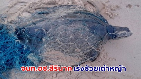 จนท.อช.สิรินาถ เร่งช่วยเต่าหญ้า ติดเศษอวนประสานส่งต่อศูนย์วิจัยและพัฒนาทรัพยากรทางทะเลฯ