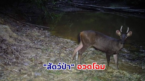 "สัตว์ป่า" สีสันแห่งพงไพร อวดโฉมผ่านกล้องดักถ่ายในพื้นที่อุทยานแห่งชาติแก่งกรุง