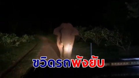 "เจ้างาเบี่ยงใหญ่" ช้างป่าเขาใหญ่ ถูกเจ้าหน้าที่ผลักดันกลับป่า โมโหหันหน้าขวิดรถพังยับ