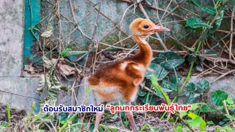 ต้อนรับสมาชิกใหม่ "ลูกนกกระเรียนพันธุ์ไทย" ที่สถานีเพาะเลี้ยงนกน้ำบางพระ จ.ชลบุรี