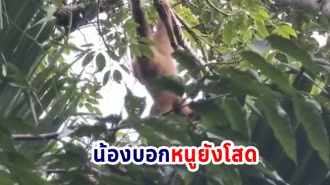 เปิดคลิปพาเอ็นดู น้องชะนีมือขาว  ส่งเสียงทักทาย พร้อมประกาศตัวหาคู่ 