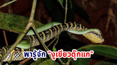 พารู้จัก "งูเขียวตุ๊กแก" ภาพถ่าย คู่รัก ส่งตรงจากป่าเขาหลัก-ลำรู่