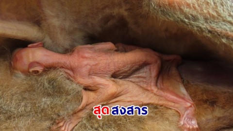 เวทนา ช่วยเหลือลูกบ่างหรือพุจง ในอ้อมกอดแม่ที่ตายแล้ว