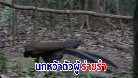 ชมคลิปนกหว้าตัวผู้ขณะกำลังร่ายรำ เพื่อดึงดูดความสนใจตัวเมียในป่าธรรมชาติที่อุทยานแห่งชาติทะเลบัน 