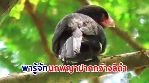 พารู้จัก นกพญาปากกว้างสีดำ เป็นนกประจำถิ่น พบค่อยข้างบ่อยในบางพื้นที่ มักพบเป็นฝูง 4-10 ตัว
