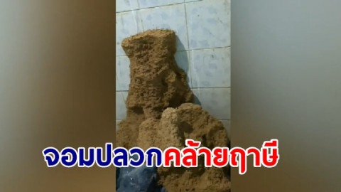 เจ้าของบ้านตื่น!จอมปลวกคล้ายฤาษี โผล่ห้องน้ำหลังบ้าน