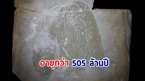 ฮือฮา นักวิทย์พบ "แมงกะพรุนสายพันธุ์เก่าแก่ที่สุด" ในฟอสซิลอายุกว่า 505 ล้านปี