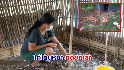 สาวเครียด ไก่ไข่ที่เลี้ยงถูกหมากัดตายเกลี้ยงเล้า ไร้หลักฐานเอาผิด ผวาไม่รู้จะมาอีกตอนไหน