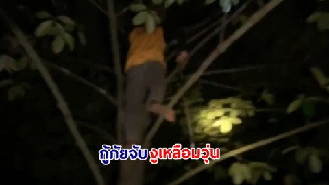 งูเหลือมสู้ชีวิต! เขมือบไก่ลากกินบนต้นมังคุด กู้ภัยจับกันวุ่น