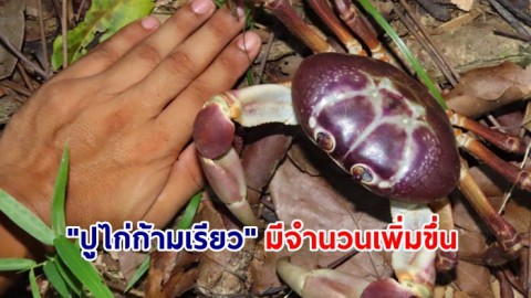 อช.เขาหลักฯ พบ "ปูไก่ก้ามเรียว" ปูหายาก มีจำนวนเพิ่มมากขึ้น ในรอบ 2 ปี
