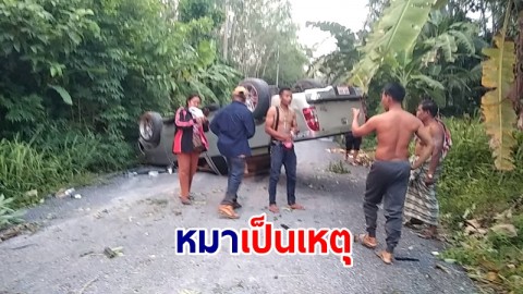  หมาเป็นเหตุ! วิ่งข้ามถนนตัดหน้ากระบะ หักหลบพลิกคว่ำอัดกอต้นกล้วย