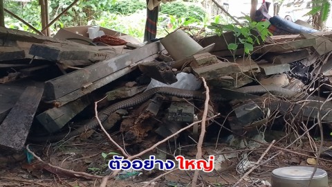 ผวา ! จงอางยักษ์บุกบ้าน โดนหมาเห่าไล่เลื้อยหนีไปซุกกองไม้หลังบ้าน