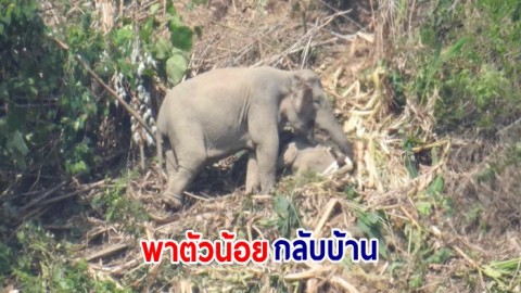 พลายงาทอง ช้างป่าเขาใหญ่ พาโขลงช้างกลับเข้าป่า หลังพาพังในโขลงมาตกลูกบริเวณชายป่า