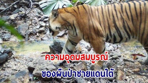สัตว์ป่าในผืนป่าชายแดนใต้ ความสมบูรณ์ของทรัพยากร ความชื่นใจของคนทำงานด้านการอนุรักษ์