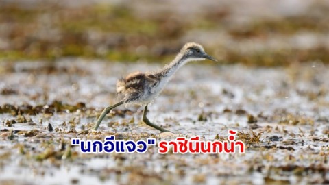 ฤดูกาลเลี้ยงลูกของนกน้ำ กับ "นกอีแจว" ราชินีนกน้ำ