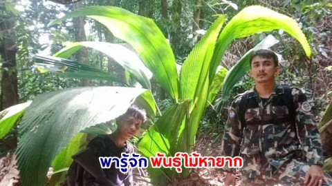 รู้จักพันธุ์ไม้หายาก พันธุ์ไม้ประจำถิ่น "ดงปาล์มบังสูรย์" แห่งเทือกเขาบูโดฯ