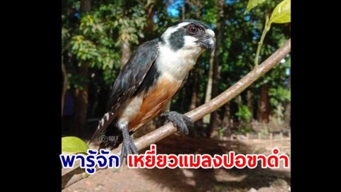 พารู้จัก เหยี่ยวแมลงปอขาดำ ที่เขาหลัก - ลำรู่  เป็นสัตว์ป่าคุ้มครองตาม พรบ.สงวนและคุ้มครองสัตว์ป่า พ.ศ.2535