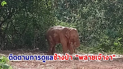 จนท.ชุดเฝ้าระวัง ฯ ติดตามการดูแลช้างป่า "พลายเจ้างา" อย่างใกล้ชิด
