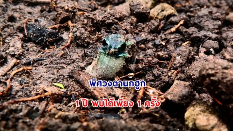 พิศวงไทยทอง หรือ พิศวงตานกฮูก  พบเฉพาะดอยหัวหมด ในเขตรักษาพันธุ์สัตว์ป่าอุ้มผาง จ.ตาก  1 ปี พบได้เพียง 1 ครั้ง