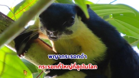 ยลโฉม !! พญากระรอกดำ กระรอกที่ใหญ่ที่สุดในโลก