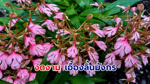 งดงาม เอื้องลิ้นมังกร ในเขตอุทยานแห่งชาติภูสระดอกบัว