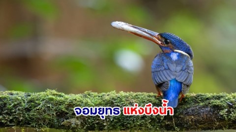 นี่แหละจอมยุทธแห่งบึงน้ำ "นกกระเต็นน้อยหลังสีน้ำเงิน"