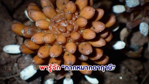 พารู้จัก "กากหมากตาฤาษี" สมุนไพรแก้หอบหืดพบไม่บ่อยในพื้นที่ ชี้ถึงความอุดมสมบูรณ์ของผืนป่าเขาหลัก-ลำรู่