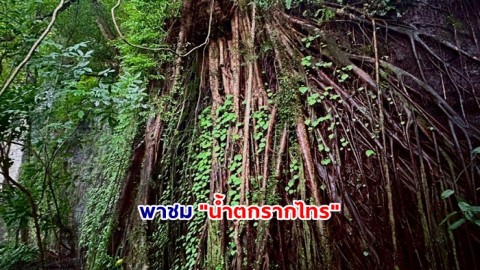 พาชม "น้ำตกรากไทร" ริมฝั่งแม่น้ำมูล มองคล้ายม่านมู่ลี่ ที่อุทยานแห่งชาติแก่งตะนะ