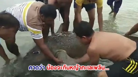 ลุ้นสุดใจชาวบ้านช่วยเหลือ "เจ้าลาย" พะยูนเซเลบ เกยตื้นครั้งที่ 2 คาดกินหญ้าทะเลเพลิน
