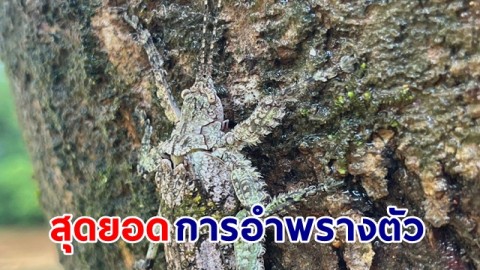 ตั๊กแตนเปลือกไม้สันหลังแผ่น  สุดยอดการอำพรางตัว เนียนมาก