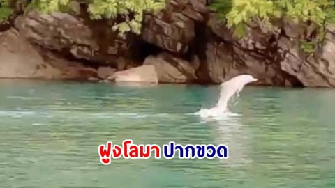 ฮือฮา ! พบ "ฝูงโลมาปากขวด" กว่า 10 ตัว ที่อ่าวตะโละวาว