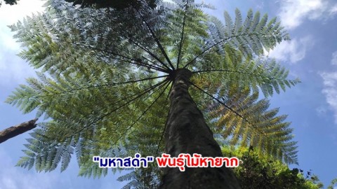 ชมภาพ  "มหาสดำ" พันธุ์ไม้หายาก พันธุ์ไม้ประจำถิ่นแดนใต้