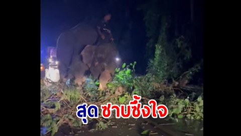 ซาบซึ้งใจ "พลายแดนสยาม" ช่วยเคลียร์กิ่งไม้ที่หักขวางถนน หลังเกิดฝนตกหนัก